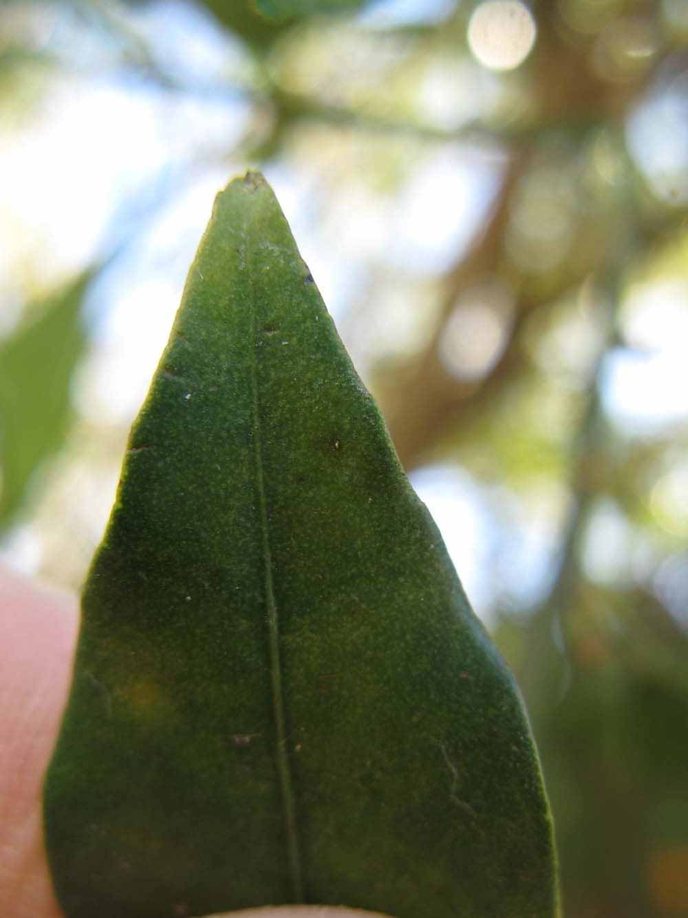              Margin (Winter Haven, FL)       